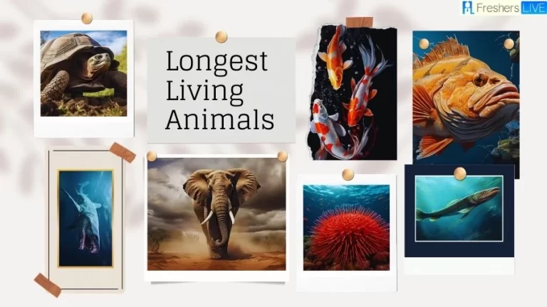 Longest Living Animals in the World - Unlocking the Secrets