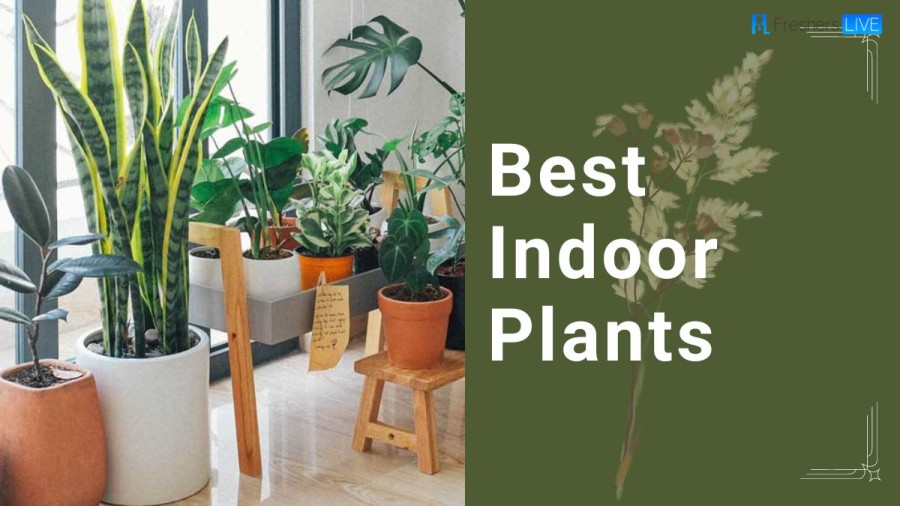 Best Indoor Plants - Top 10 Plants to Grow at Home