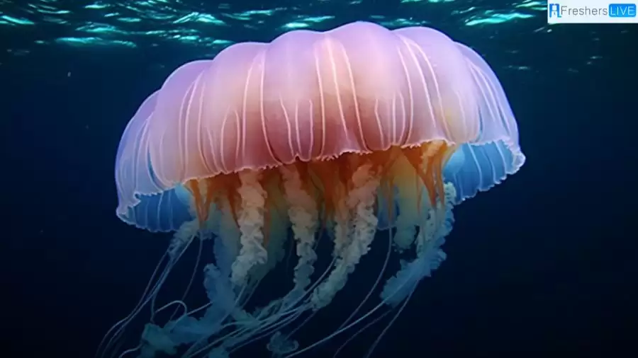 Largest Jellyfish in the World - Top 10 Majestic Giants