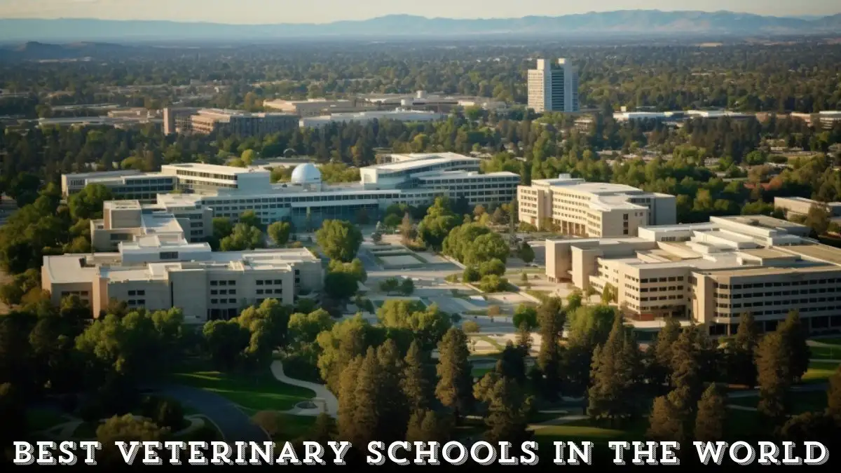 Best Veterinary Schools in the World - Paving the Path to Excellence in Animal Healthcare