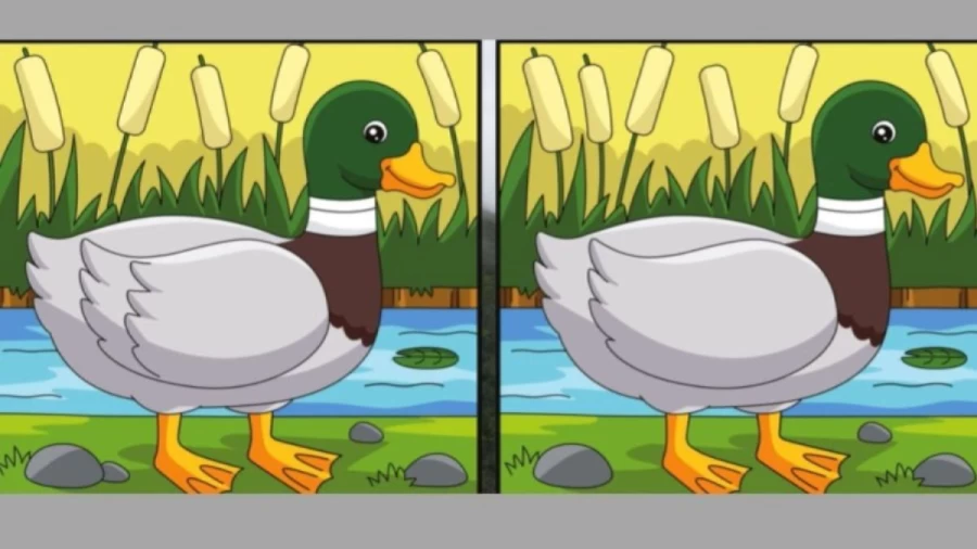 Optical Illusion Spot the Difference: If you have Hawk Eyes find the Difference between Two Images within 25 Seconds