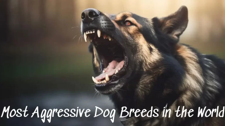 Most Aggressive Dog Breeds in the World - Top 10 Ranked