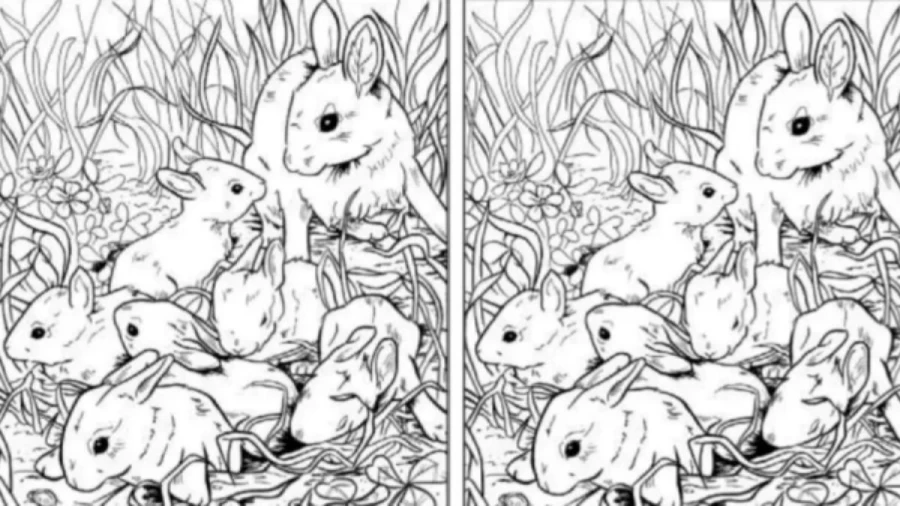 Optical Illusion Challenge: Can You Find a Seashell Among the Rabbits within 13 Seconds?