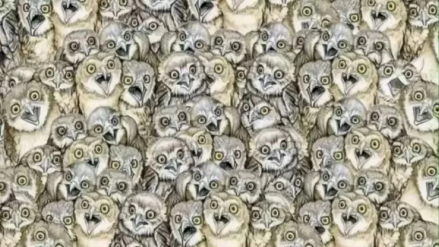 Optical Illusion: If you have 50/50 vision find the Hidden Cat among these Owl Within 15 Seconds