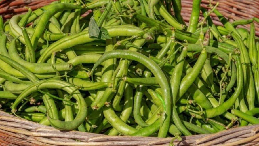 Eye Confusing Optical Illusion: Can you find the hidden Green Chilly among these Beans?