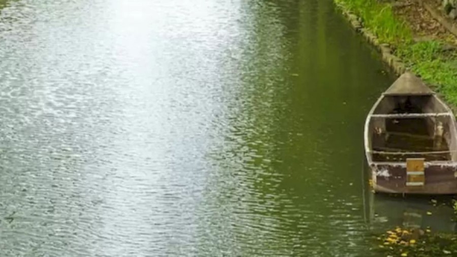 Finding Alligator Optical Illusion: Within 12 Seconds, Can You spot The Alligator in this Canal?
