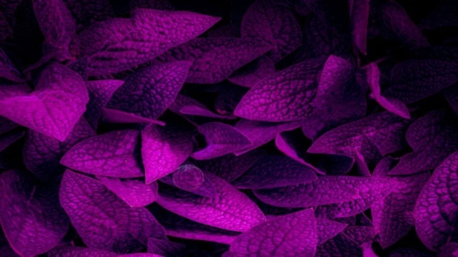 Optical Illusion: Can you find the hidden Purple Cabbage?